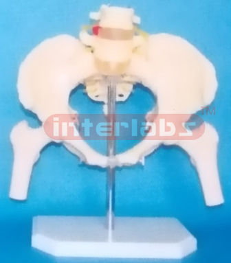 FEMALE PELVIS WITH 2 LUMBARS & FEMUR HEADS ON BASE